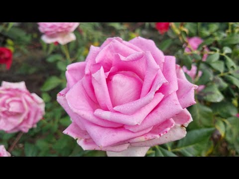 Видео: Видео сегодняшнего дня! Суббота! Жду Колю с работы.Осенняя прохлада!# Всем отличного выходного  дня!