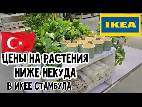 Видео: IKEA в Стамбуле. Обзор растений и аксессуаров с ценами. Как выбрать сансевиерию без клеща