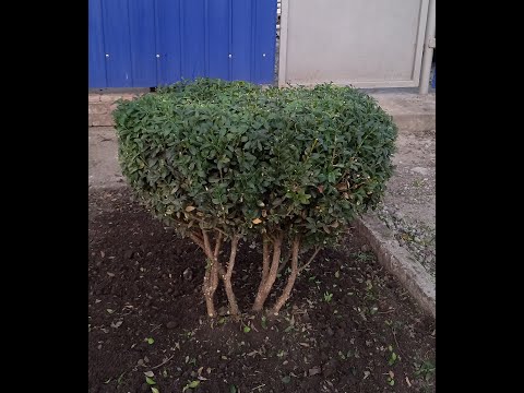 Видео: Как обрезать самшит! How to prune boxwood!