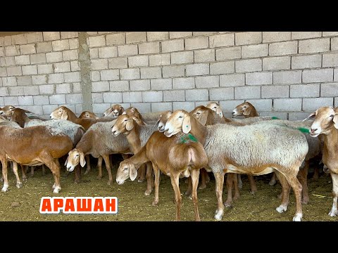 Видео: Арашан УРГАЧЫ КОЗУЛАР менен Шарпейдин акыркы баласы сатылат