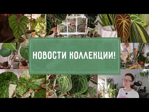 Видео: Новости КОЛЛЕКЦИИ РАСТЕНИЙ!