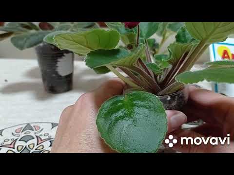 Видео: Мучнистый червец на фиалках! Ядохимикаты, как бороться с мучнистым червецом.