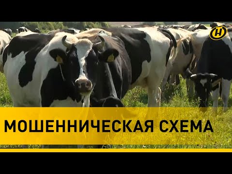 Видео: Коровы ушли налево. Куда исчезло целое стадо в Могилевской области? Сразу 40 уголовных дел!