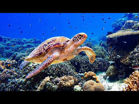 Видео: Нежная музыка, успокаивает нервную систему и радует душу 🐋 Шум моря,  звук моря