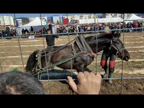 Видео: Велислав се радва на състезанието по тежковозни коне в град Панагюрище 🙂  🐎