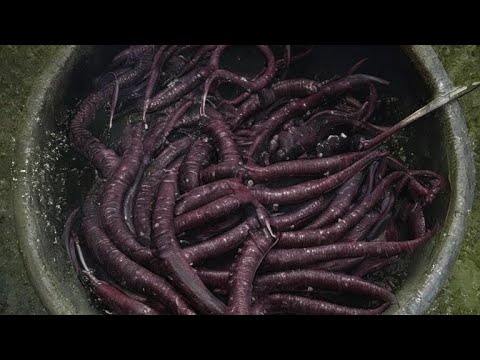 Видео: ЧЕРВЬ ЧЁРНЫЙ ПРИНЦ