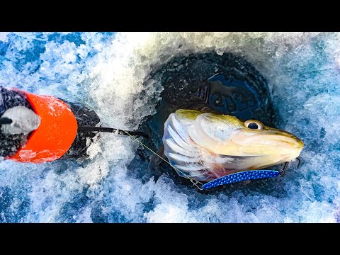 Видео: Тут СУДАК СТОИТ СЛОЯМИ! СТОЛЬКО СУДАКА Я ЕЩЁ НЕ ВИДЕЛ! Рыбалка на судака с эхолотом Калипсо