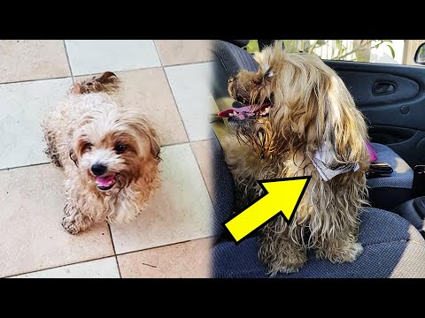 Видео: Мужчина нашел бродячую собаку с запиской на ошейнике, которая тронула его до глубины души