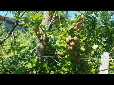 Видео: Крыжовник на шпалере! Итоги!