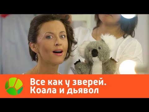 Видео: Все как у зверей. Коала и дьявол | Живая Планета