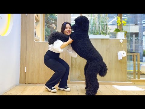 Видео: [Anisalon] Just Bigger Than Me... (при участии Attack on Titan)/Уход за стандартным пуделем