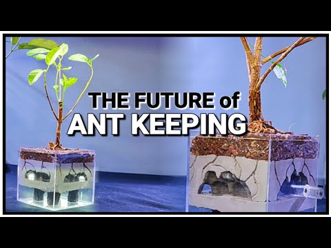 Видео: ЖИВАЯ МУРАВЬИНАЯ ФЕРМА! | D-colony