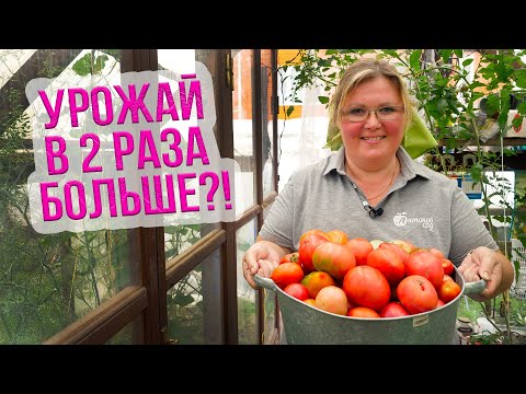 Видео: Томаты китайским способом. Результаты эксперимента