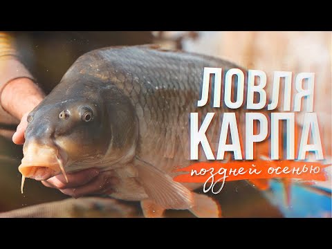 Видео: Ловля карпа поздней осенью | Рыбалка в ноябре | Прикормка и насадки по холодной воде