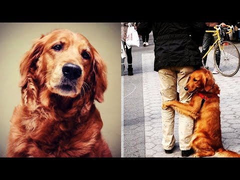 Видео: Эта собака обнимает каждого встречного