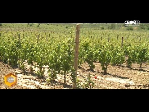 Видео: Сделано на Ставрополье. Виноградиники Колесникова