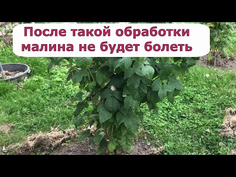 Видео: 495. Важная обработка малины от всех болезней