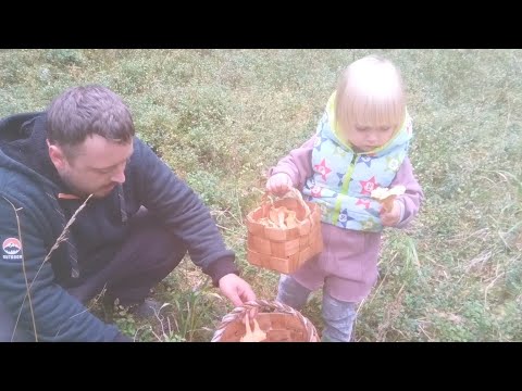 Видео: Грибная разведка, попытка 2. Вологодская обл., Верховажский район, 19.09.2024