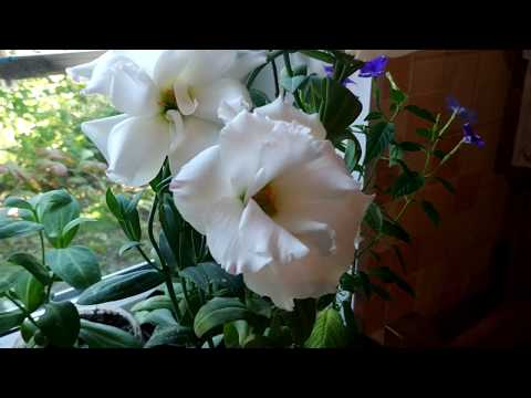 Видео: Эустома  Секреты зимовки