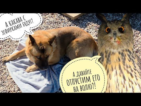 Видео: Пёс Кубик выпросил пледик. Собрали урожай кукурузы. У совы Ёлки отменный аппетит