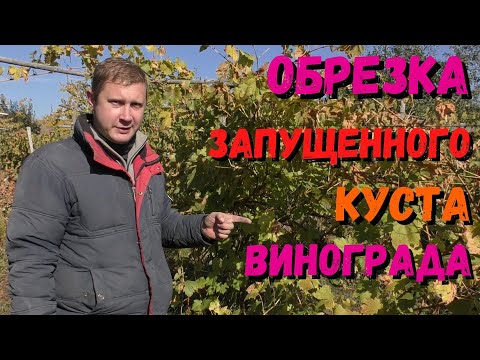 Видео: Обрезка запущенного куста винограда | Обрезка винограда осенью | Для начинающих