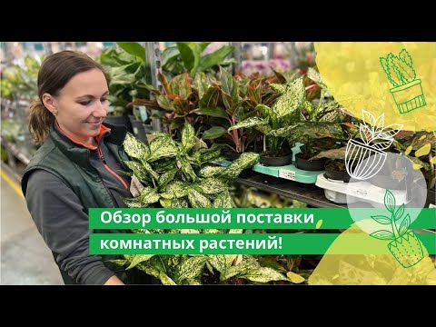 Видео: Обзор большой поставки комнатных растений в Гринвилль!