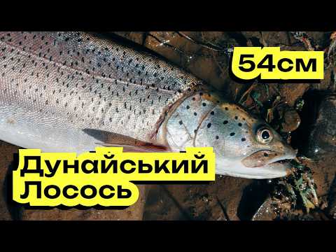 Видео: Дунайский лосось - найрідкісніша риба в межах міста.  Головатиця. Стрітфішинг  і дикий трофей на UL.