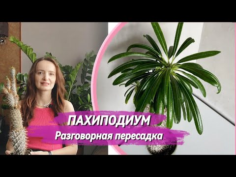 Видео: ПАХИПОДИУМ Разговорная пересадка