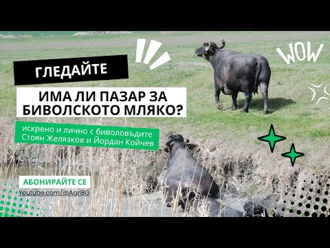 Видео: Ферма дои близо 800 тона биволско мляко на година, но пазар няма