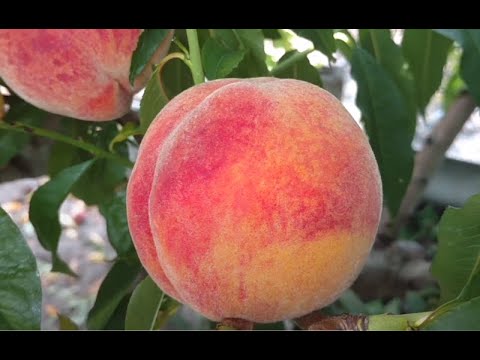 Видео: Персик Амбер Голд. Высокие вкусовые показатели! Обзор от питомника Макси Сад