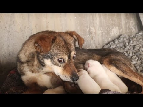 Видео: Мать бездомной собаки настолько слаба, что трудно встать.Когда мы забираем ее ребенка, она бросилась