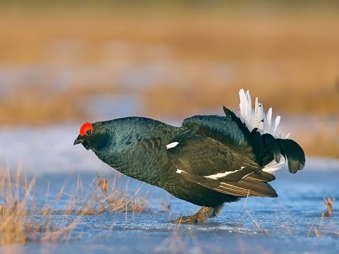 Видео: Косачи с лунок и зайцы. Такой охоты у меня еще не было.