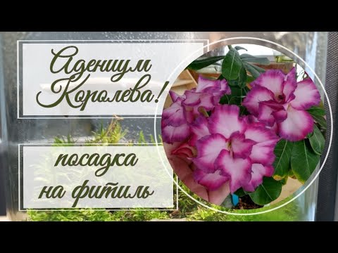 Видео: Пересадка Королевы 👑 моей коллекции, или адениум на фитильном поливе. Проблемный каудекс.