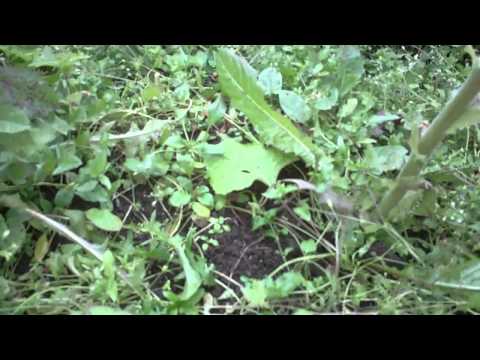 Видео: Корневая система табака