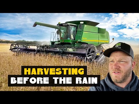 Видео: Надвигается буря! В последний момент нужно срочно собирать сою