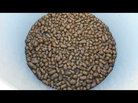 Видео: МОРОШКА в саду- редкое растение.СЕКРЕТЫ грунта, выращивания из семян.Питомник княженики морошки.