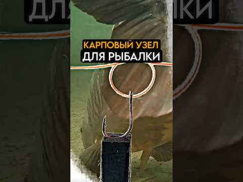 Видео: Карповый узел для рыбалки #карась #fishing #рыбалка