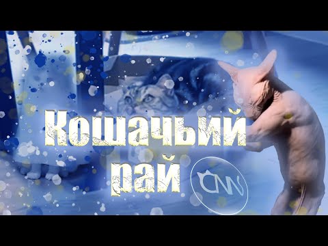 Видео: Кошачьи новости - Коробка Шрёдингера  "Смешные коты"