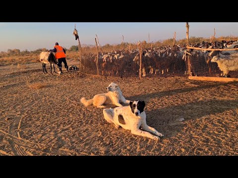 Видео: отарные Волкодавы - Теджен район Такыр.