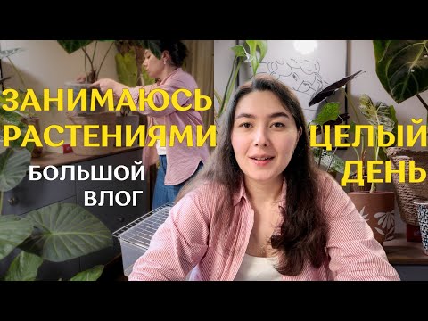 Видео: ДОМАШНИЙ влог с УХОДОМ за РАСТЕНИЯМИ | новые ТЕПЛИЧКИ, пересадки и НЮАНСЫ ПОЛИВА растений 🌿