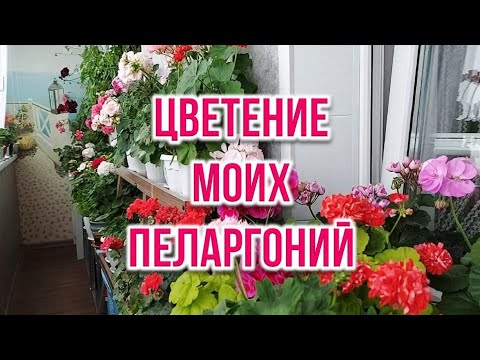 Видео: Цветение моих пеларгоний. Выпуск от 03.06.22