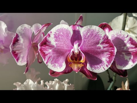 Видео: ЦВЕТЕНИЕ моих ОРХИДЕЙ! Октябрь, 2025 ❤️