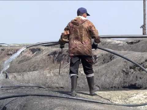 Видео: Эльдорадо кучное