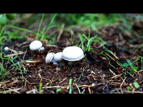 Видео: Шампиньоны на даче. Внеплановая Часть 9 :) Шампиньоны в теплице