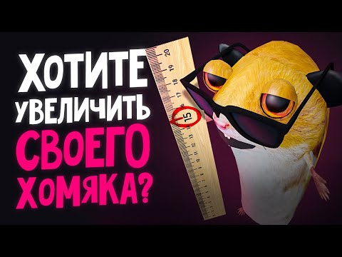 Видео: ХОМЯК МИША СТАЛ XXL | НОВЫЙ СЕЗОН