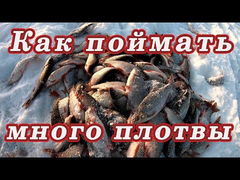 Видео: Как поймать много плотвы! Ловля ПЛОТВЫ ЗИМОЙ!