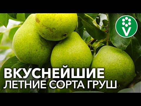 Видео: САМЫЕ СЛАДКИЕ И СОЧНЫЕ СОРТА ЛЕТНИХ ГРУШ. Груша Забава, Августовская роса, Юрате, Маслянистая летняя