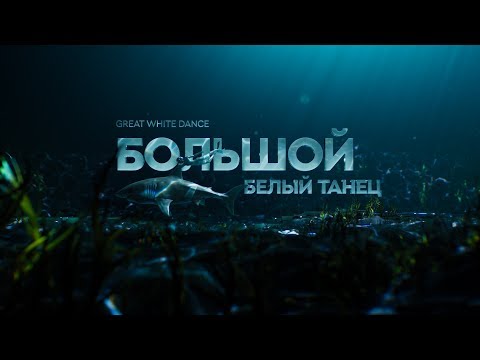 Видео: Большой белый танец | документальный фильм про акул 12+