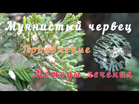 Видео: Мучнистый червец. Признаки. Методы лечения.