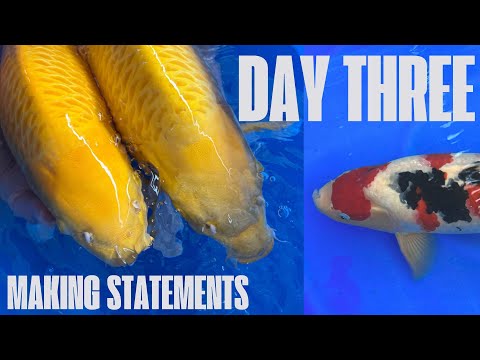 Видео: ДЕНЬ 3: Покупка кои в Японии